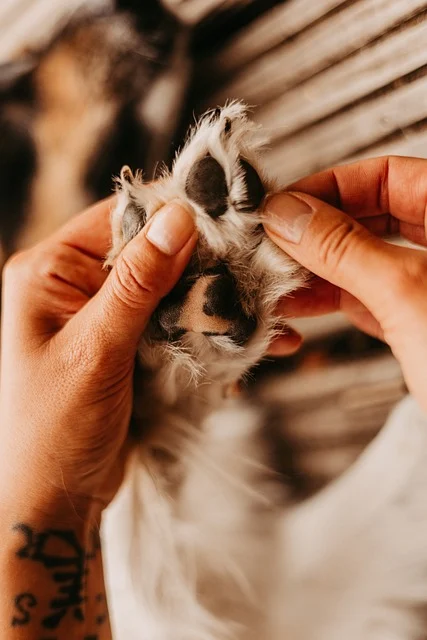 6 Razões do por que os cachorros lambem as patas