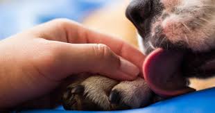 6 Razões do por que os cachorros lambem as patas