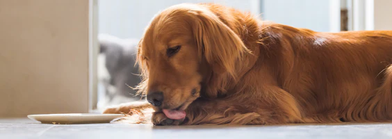 6 Razões do por que os cachorros lambem as patas