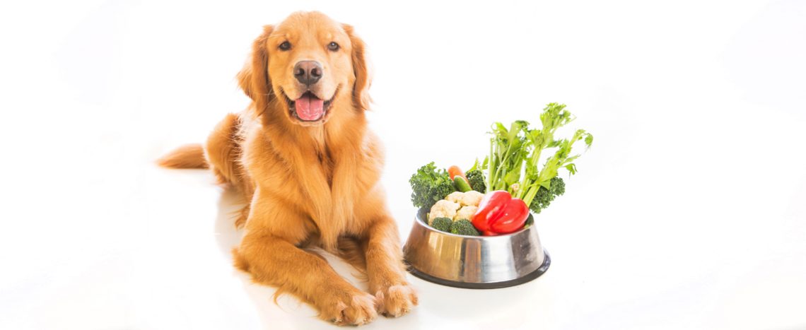 Alimentação Natural para cães e gatos Benefícios e Dicas Práticas