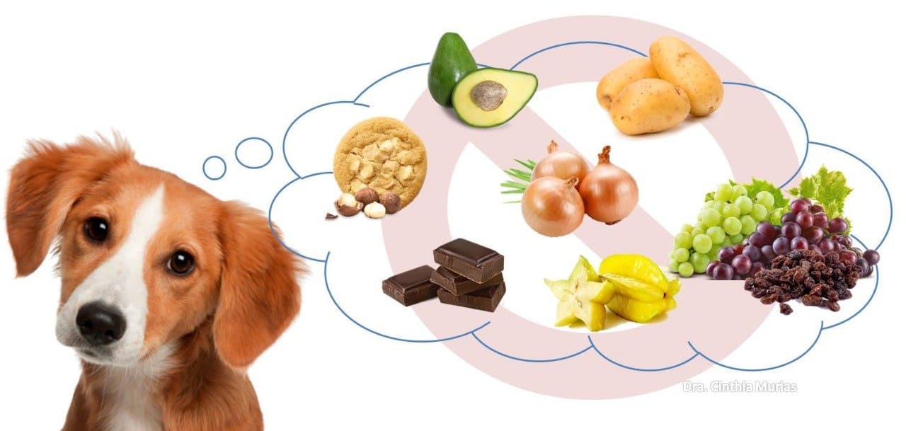 21 alimentos proibidos para cachorros - prejudiciais à saúde.