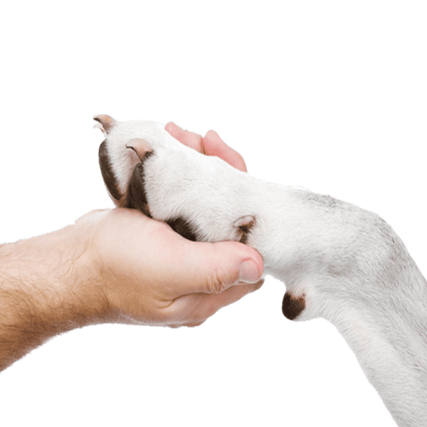 o tutor pode ajudar seu cachorro cortando a unha em casa